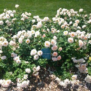 Meet your Posher, Coplia